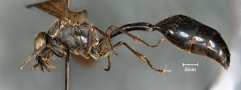 Media type: image;   Entomology 33213 Aspect: habitus lateral view